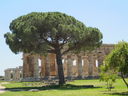 IMG_0946_Paestum.JPG