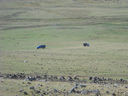 Armenia_2012_199.JPG