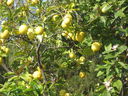 IMG_3886.JPG