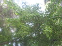 IMG_3971.JPG