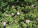 IMG_4213.JPG