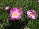 IMG_5689.JPG