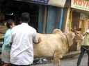 India_Sikkim006.jpg