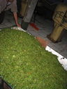 India_album41.jpg