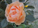 dscn0228_01.jpg