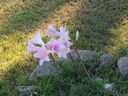 dscn0230_01.jpg