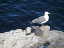 IMG_4443.JPG