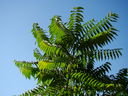 DSC02716.JPG