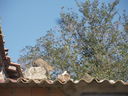 A_28729.JPG