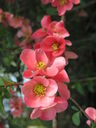 IMG_1095.JPG