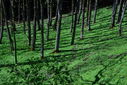 DSC_0297.JPG