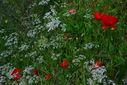 DSC_0343.JPG
