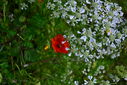 DSC_0344.JPG
