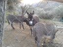 agriturismo_il_Mulino_282629.jpg