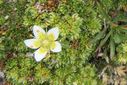 15_-_saxifraga_Brioide_IMG_5537bis_1035x692.jpg