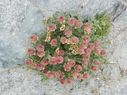 27_-_cariofillata_-_geum_reptans_DSCN1621_1035x776.jpg