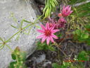 CIMG0063.JPG