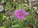 CIMG0106.JPG