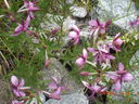 CIMG0107.JPG