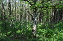 019-Faggeta.JPG