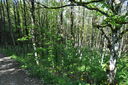 020-Faggeta.JPG