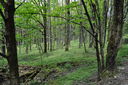 022-Faggeta.JPG