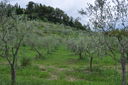 142-verso_Badia_Buonsollazzo.JPG