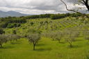 173-verso_Fiesole.JPG