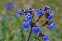 DSC_0081_inizio_giugno.JPG
