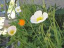 DSC01750.JPG
