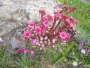 IMGP3448.JPG