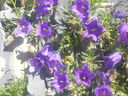 IMGP3699.JPG