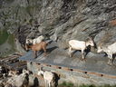 DSC08511.JPG
