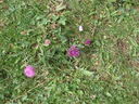 DSC08610.JPG