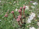 DSC08784.JPG