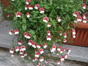 DSC08858.JPG