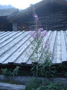 DSC08867.JPG