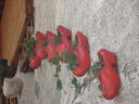 DSC08897.JPG