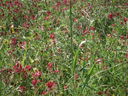 Immagine_061.jpg