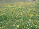 Immagine_267.jpg