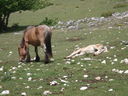 Immagine_534.jpg