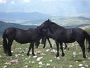Immagine_542.jpg