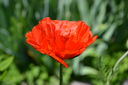 DSC_0138.JPG