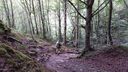 Foreste_casentinesi_063.jpg