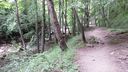 Foreste_casentinesi_068.jpg