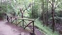 Foreste_casentinesi_070.jpg