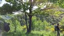 Foreste_casentinesi_082.jpg