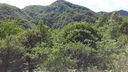 Foreste_casentinesi_083.jpg