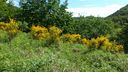 Foreste_casentinesi_087.jpg