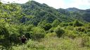 Foreste_casentinesi_089.jpg
